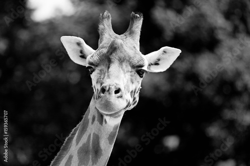 Obraz na płótnie Black and White close-up of a giraffe in front of some trees, looking at the camera as if to say You looking at me? With space for text.