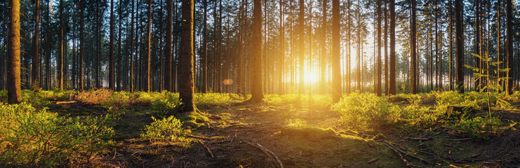 Wald mit bei Sonnenuntergang panorama