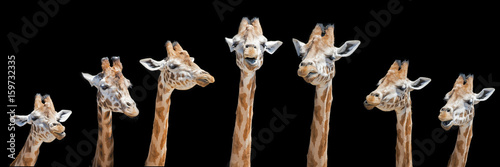 Obraz na płótnie Seven giraffes with different facial expressions