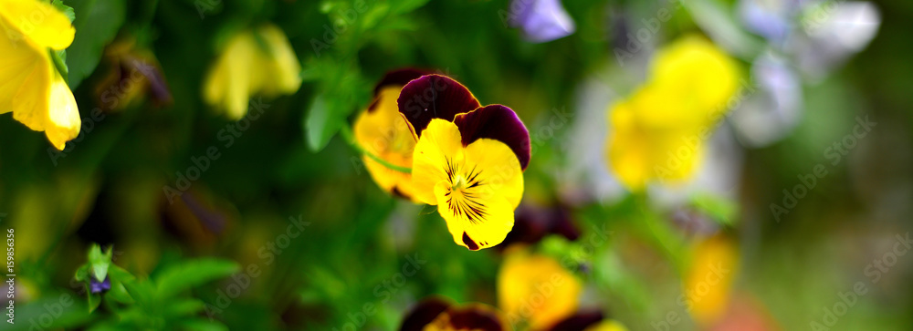 floraler Sommer Blumen Hintergrund mit Bokeh