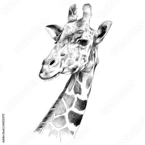 Obraz na płótnie the head of a giraffe sketch vector graphics black and white drawing