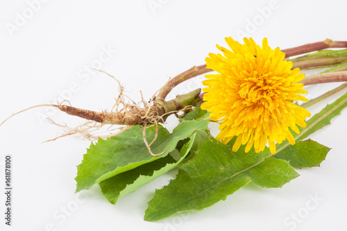 Fotoobraz na płótnie Pospolity dandelion na białym tle (Taraxacum officinale)