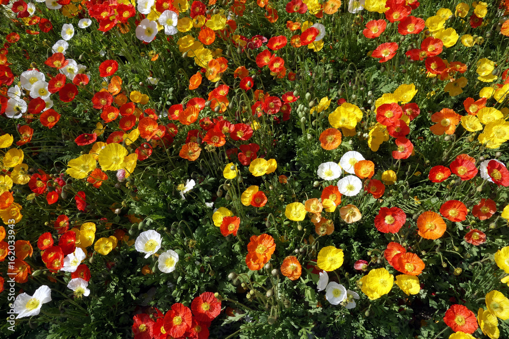 islandmohn