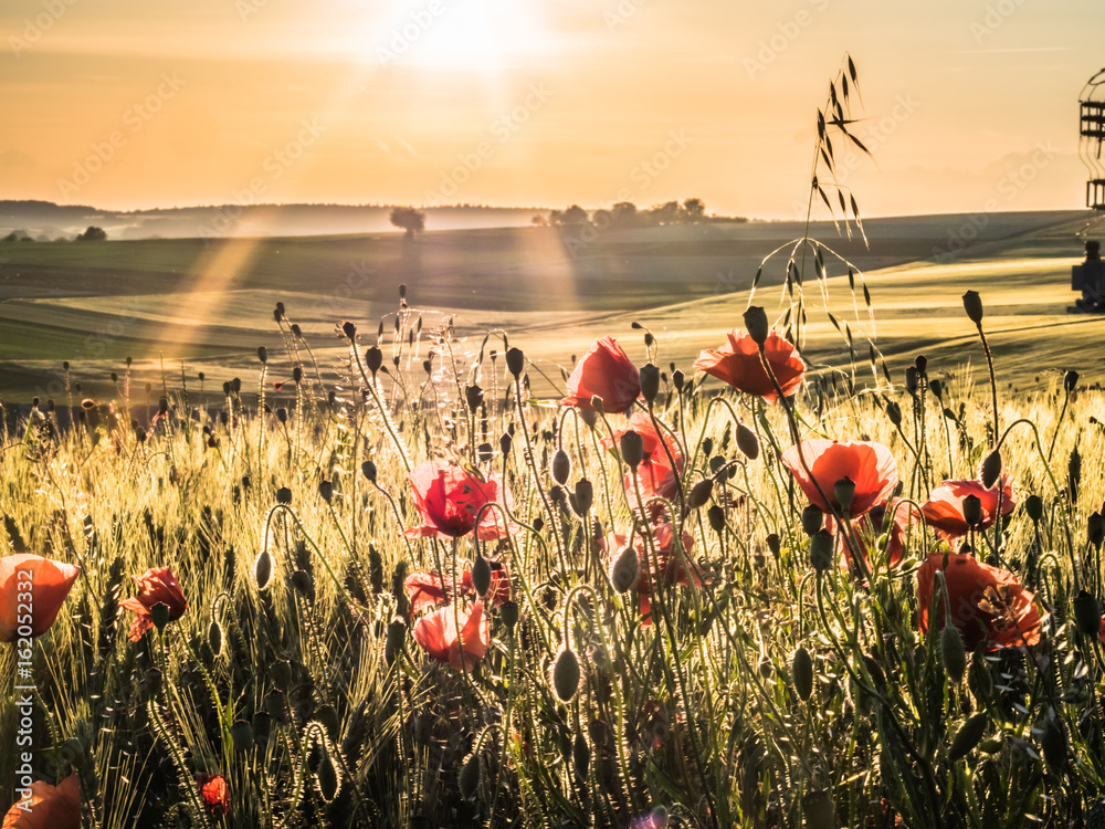 Klatschmohn im Kornfeld