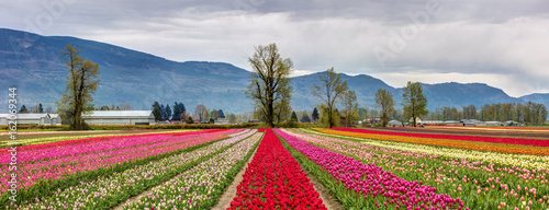 Plakat Panoramiczny widok kolorowi pola tulipany w Chilliwack, BC dla tulipanów dolinny festiwal