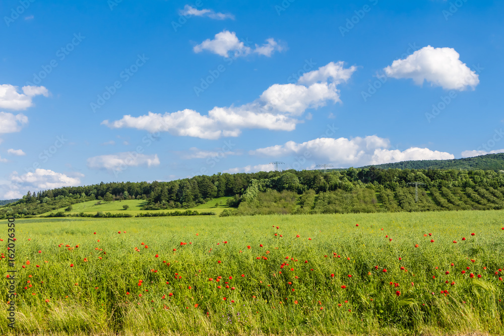 Mohnblumen auf einer Wiese im Harzer Vorland