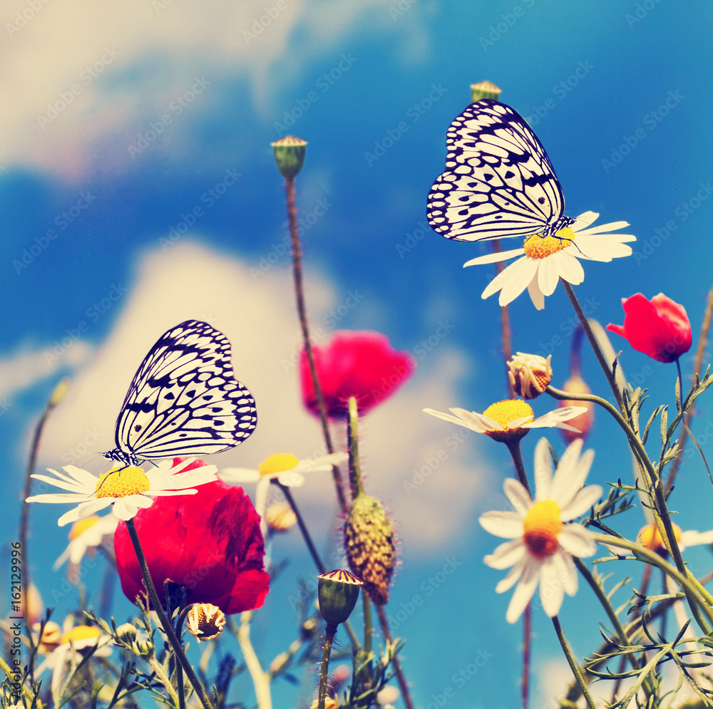 Sommerwiese mit Blumen und Schmetterlingen
