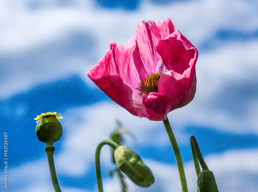 Schlafmohnblüte vor blauem Himmel