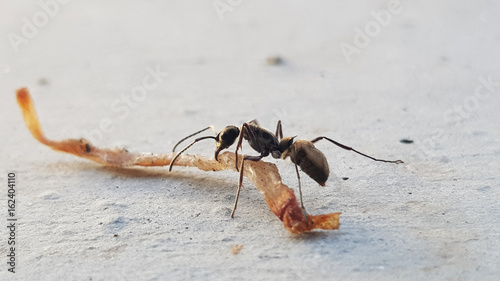 Plakat Makro- insekta czarna mrówka ruszać się jedzenia zakończenie up na ziemi w natura procesie w rocznika stylu