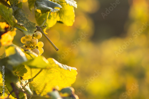 Vineyards./Vineyards 