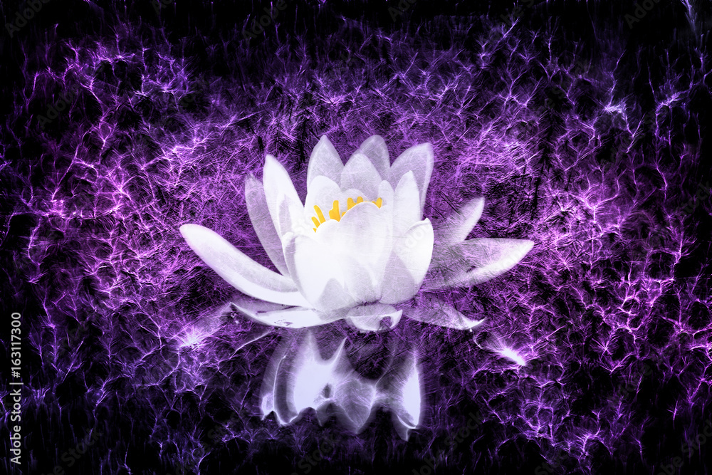 water lily art