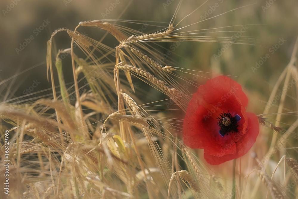 Gersten-Feld mit Mohnblume