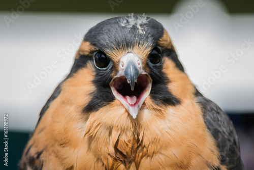 American Kestrel falcon
