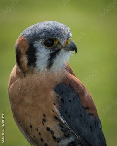American Kestrel falcon

