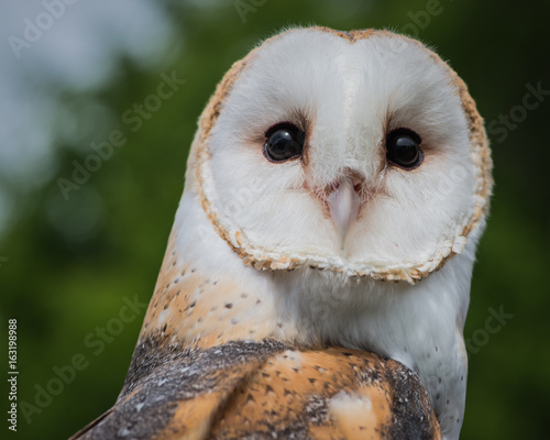 Barn Owl
