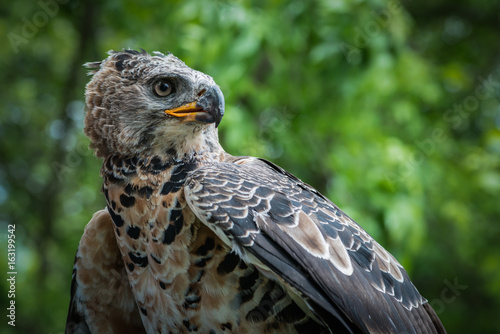 African Crowned Eagle
