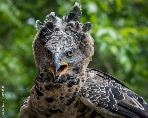 African Crowned Eagle