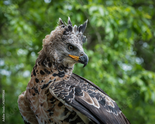 African Crowned Eagle