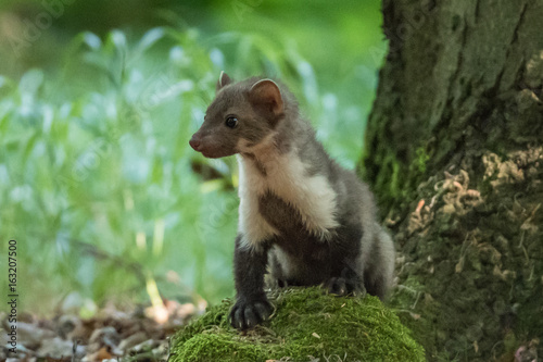 Zdjęcie XXL Kuna kamienna, Martes foina, z jasnozielonym tłem. Bukowa kuna, szczegółu portret lasowy zwierzę. Mały drapieżnika obsiadanie na pięknym zielonym mech kamieniu w lesie. Dzikość sceny, Francja