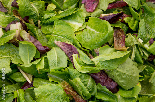 Mixed Greens Salad Lettuce