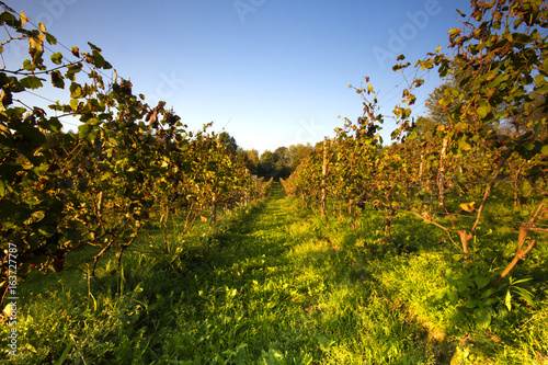 Vineyards./Vineyards 