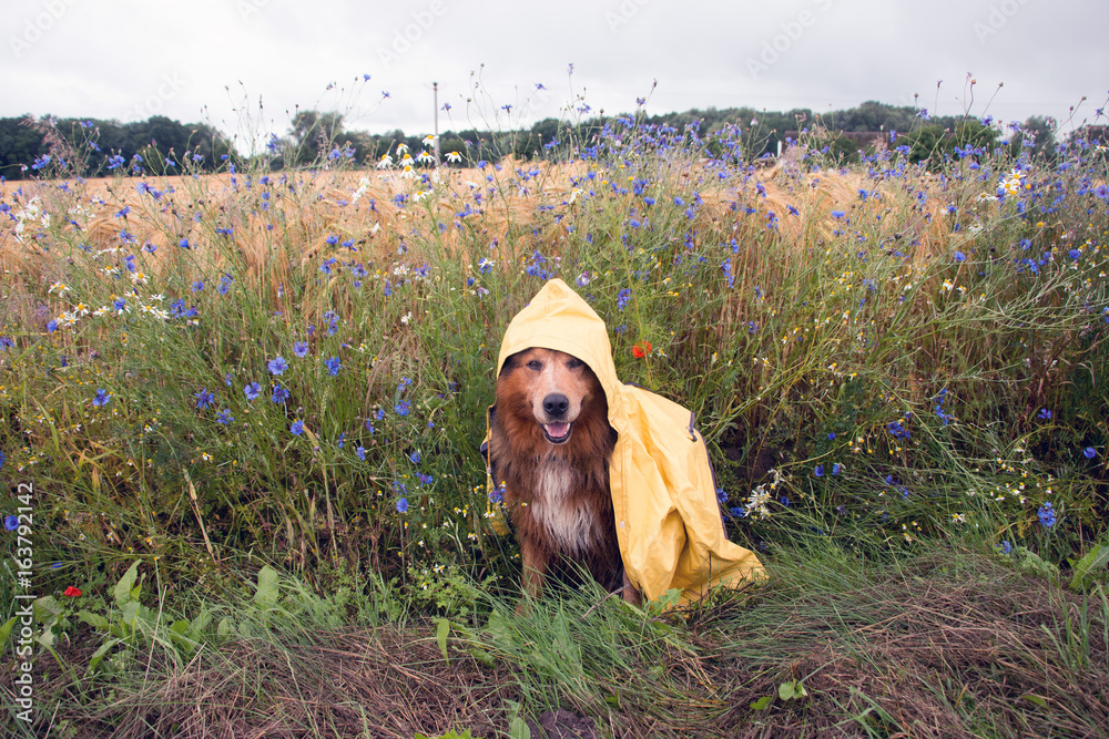 Hund im Regenmantel im Sommer bei schlechtem Wetter sitzt  vor Kornblumen