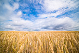 A field of ripe wheat road and a blue sky with clouds. Panoramic view