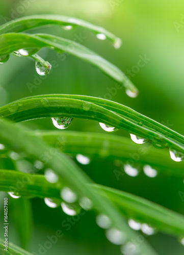 Dew on green grass