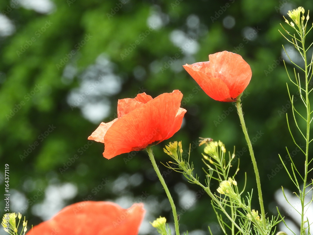 Mohnblumen auf Usedom