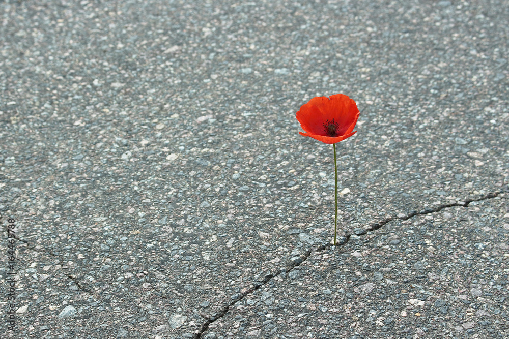 Mohnblume auf Straße