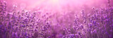 violet lavender field