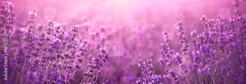 violet lavender field © lily
