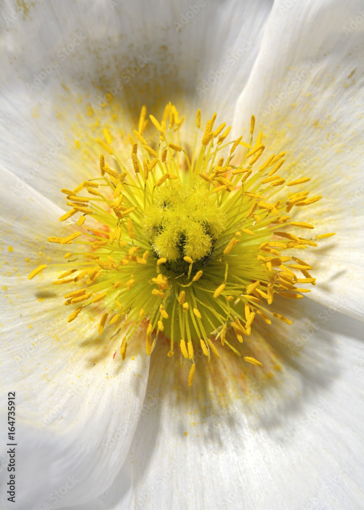 Weiße Mohnblume, Papaver rhoeas - AS