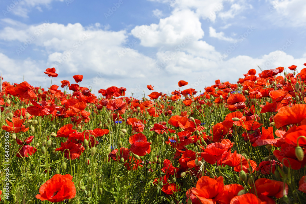 Mohnblumenfeld, Klatschmohn (Papaver rhoeas), Blüten, Ostsee, Ahrenshoop, Darß, Mecklenburg-Vorpommern, Deutschland - AS