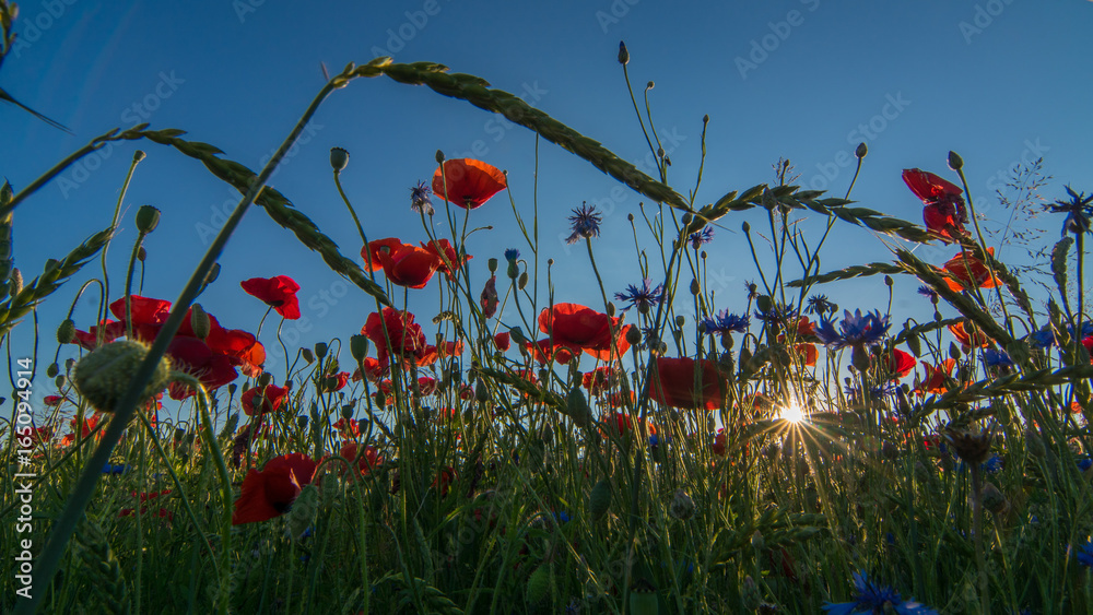 Die Sonne im Kornfeld - The sun in the cornfield