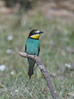 European bee-eater (Merops apiaster) European bee-eater (Merops apiaster)