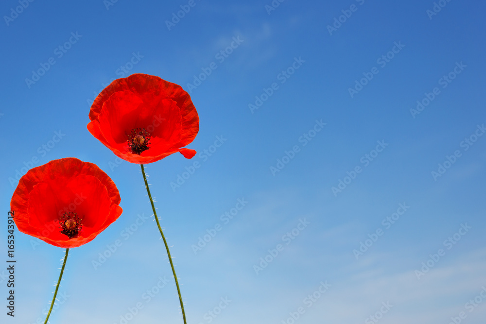 ein Paar Mohnblüten