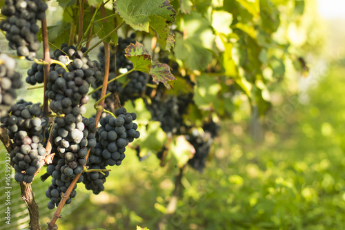 Vineyards./Vineyards 