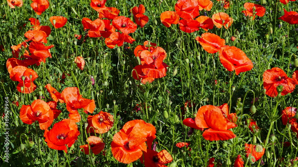 Gruppe von rotem Klatschmohn von oben gesehen