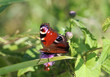 European peacock butterfly European peacock butterfly