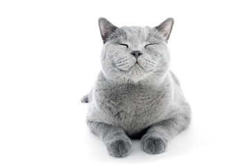 British Shorthair cat isolated on white. Smiling