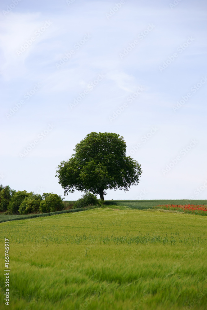 Baum auf dem Hügel  / Ein Baum steht auf der Spitze einer Hügellandschaft hinter Wiesen und Feldern.