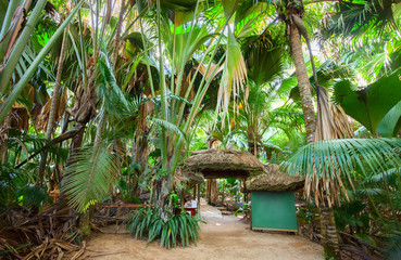The Vallee De Mai palm forest ( May Valley), island of Praslin, Seychelles