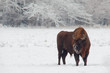 European Bison. Bison bonasus. European Bison. Bison bonasus.