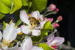 Western honey bee or European honey bee (Apis mellifera) Western honey bee or European honey bee (Apis mellifera)