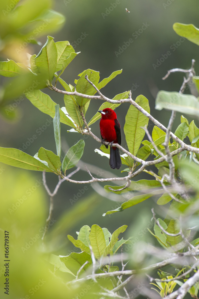 Brazilian Tanager
