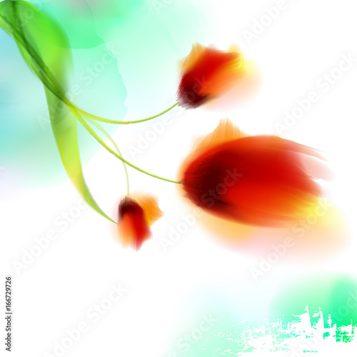 Fototapeta Watercolor romantic blooming poppy flowers isolated vector illustration Template for wedding, valentine day, mothers day, birthday, invitations.