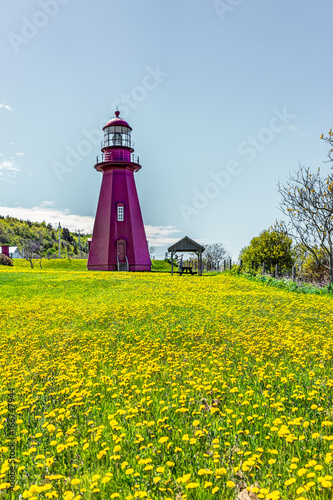 Zdjęcie XXL Rewolucjonistka malująca latarnia morska z żółtym dandelion kwitnie w losie angeles Martre w Gaspe półwysepie, Quebec, Kanada, Gaspesie region