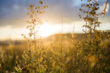 Natur
