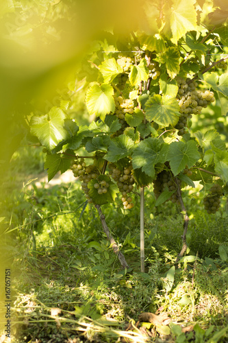 Vineyards./Vineyards 